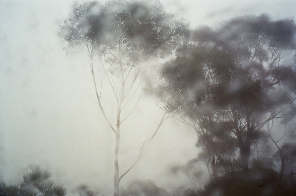 a foggy forest filled with lots of trees