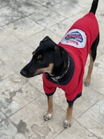 A dog is wearing a red jacket with a patch on the back that reads 'Best Furry Friend'. The dog stands on a tiled surface and appears to be looking attentively at something off-camera.