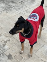 A dog is wearing a red jacket with a patch on the back that reads 'Best Furry Friend'. The dog stands on a tiled surface and appears to be looking attentively at something off-camera.