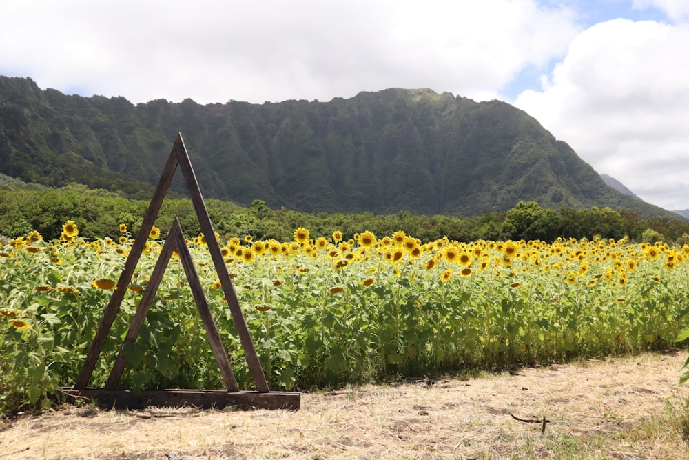 a field of sunflowers with mountains in the background