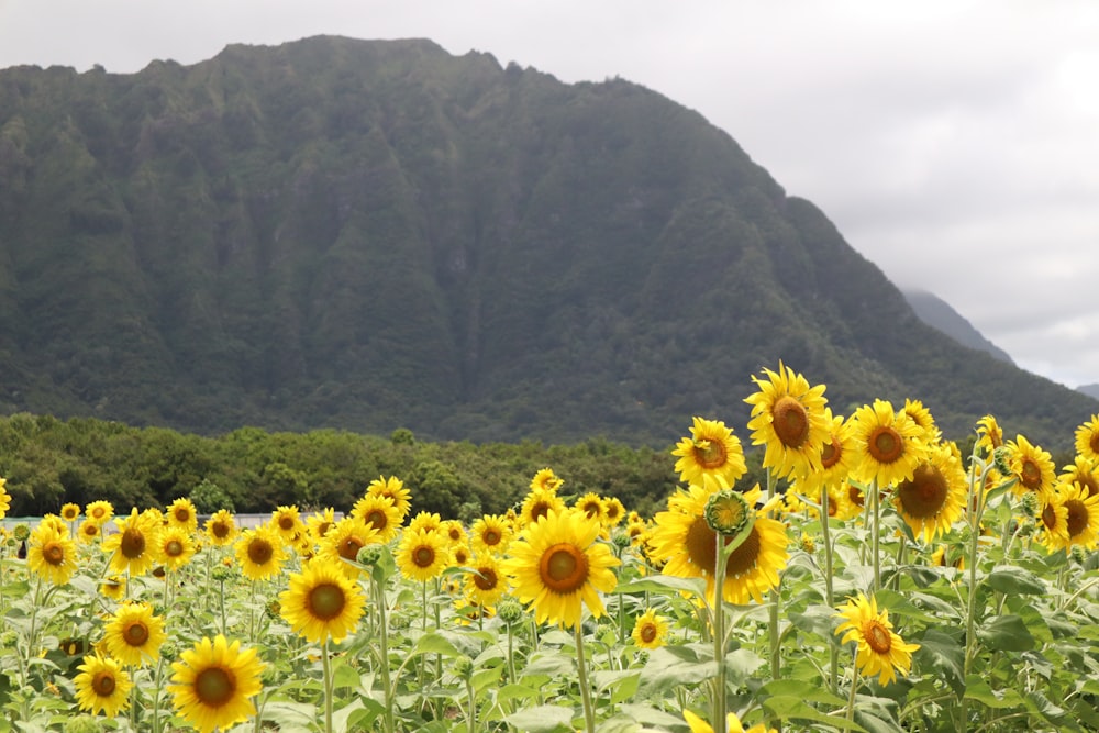 ein Sonnenblumenfeld mit einem Berg im Hintergrund