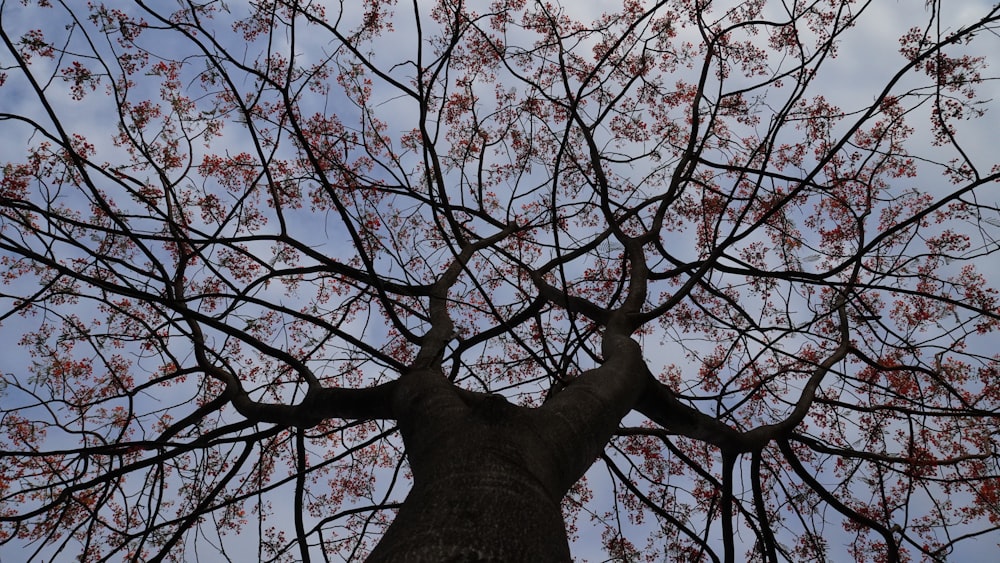 a tree with red leaves and a blue sky in the background