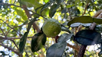 A close-up of a green citrus fruit hanging from a branch surrounded by lush green leaves with sunlight filtering through the foliage.