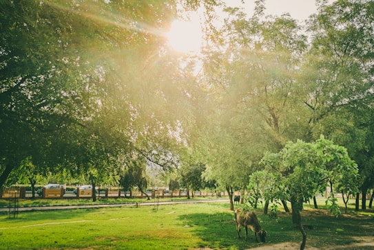 Sunlight filters through lush green trees in a tranquil park setting, with a goat grazing in the foreground. A line of trees and a fence borders a paved path, while cars are faintly visible in the background.