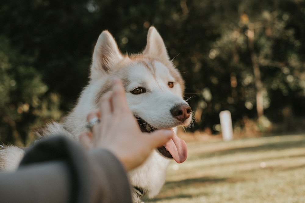 a person petting a dog in the park