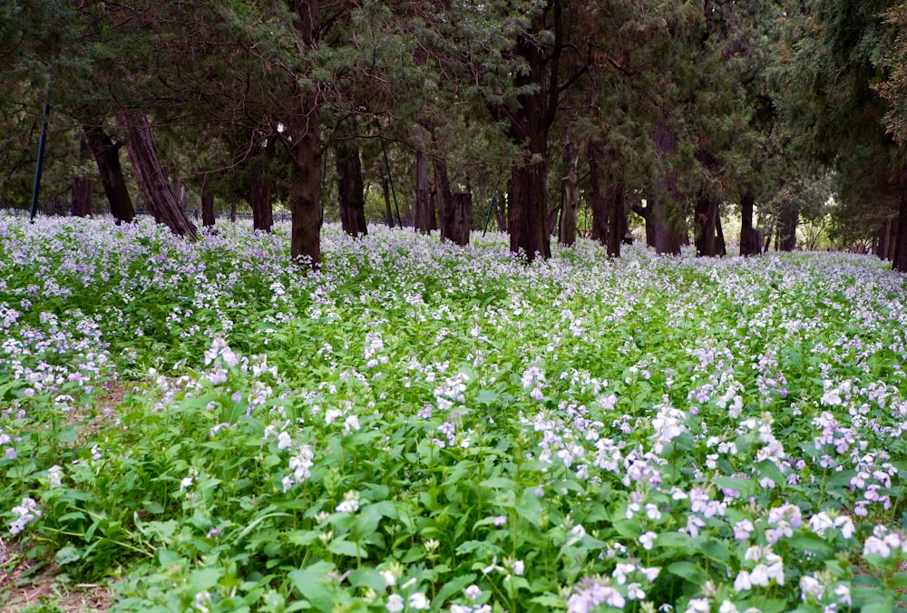 a field full of blue and white flowers next to trees