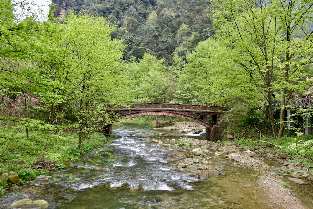 a small bridge over a small stream in a forest