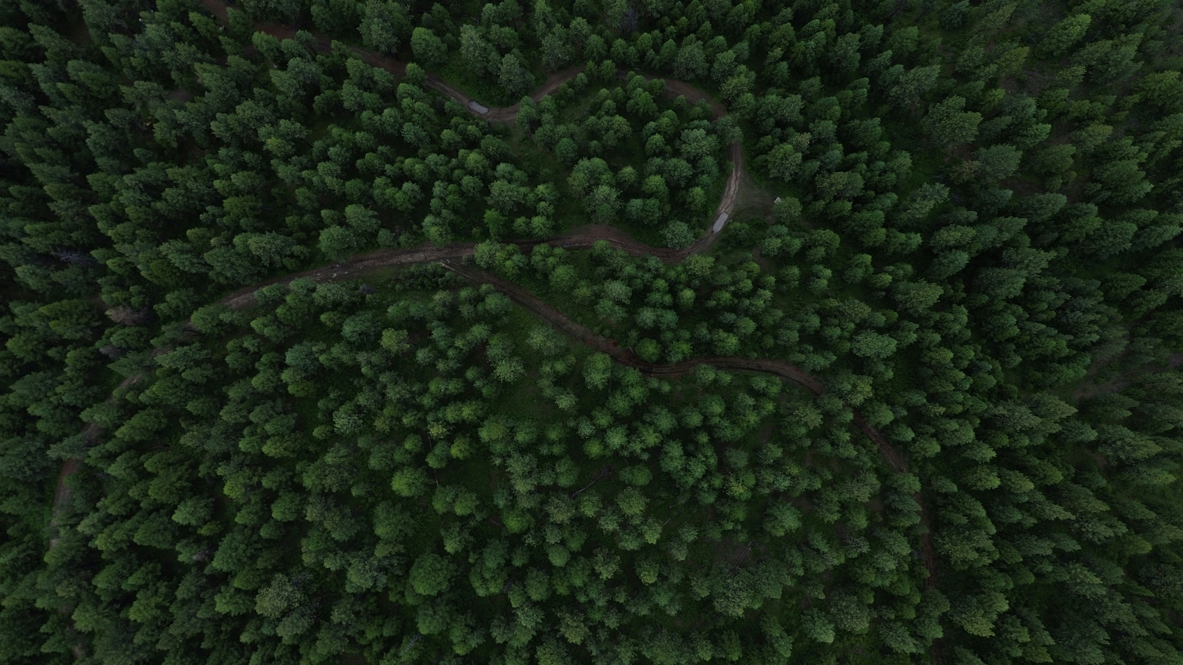 Forest data analytics