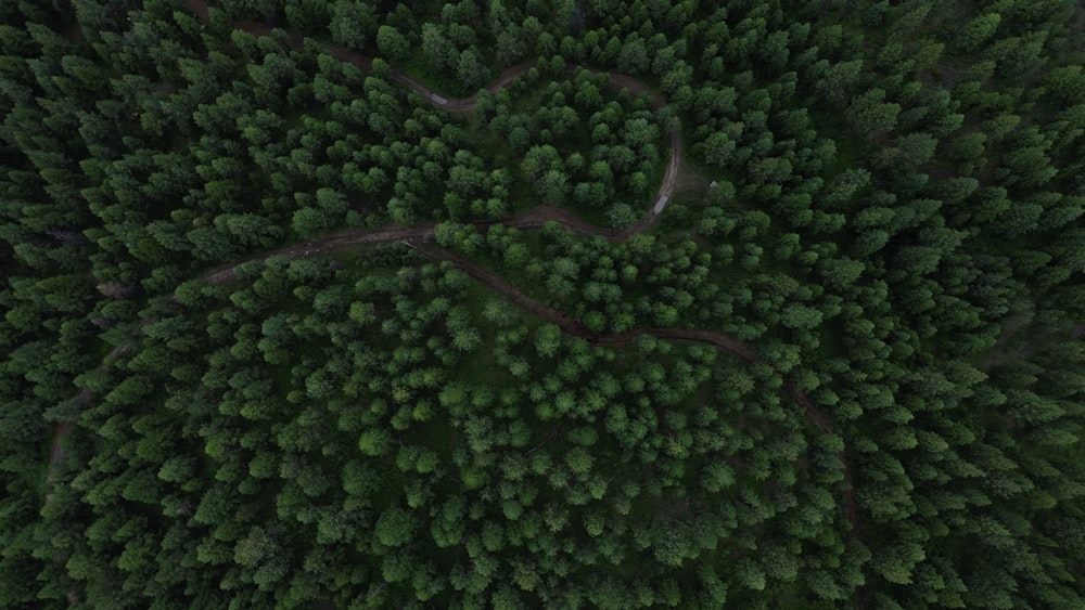 an aerial view of a forest from above