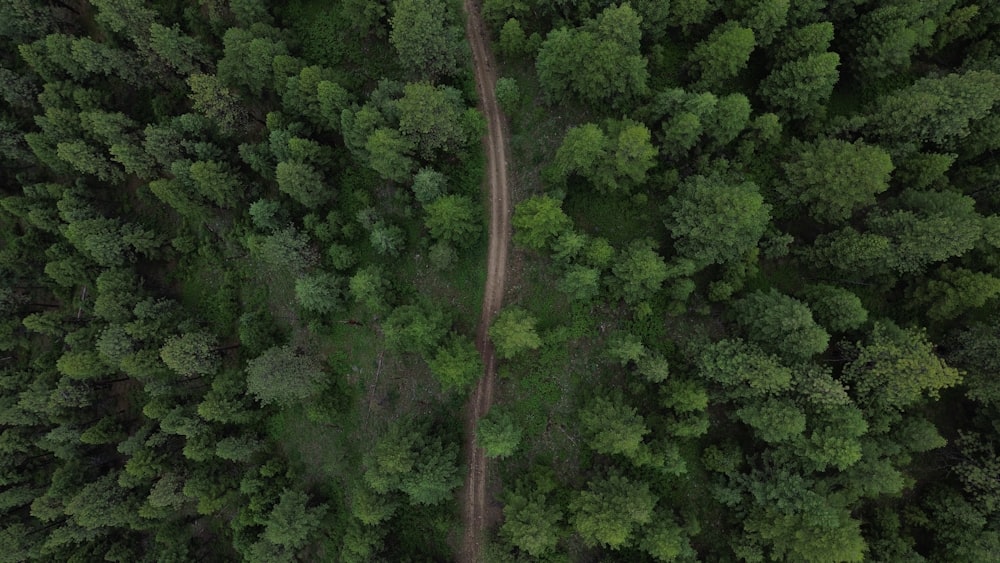 a dirt road in the middle of a forest