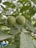 Close-up of ripe walnut bunches on leafy green branches under natural sunlight.