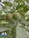 Close-up of ripe walnut bunches on leafy green branches under natural sunlight.