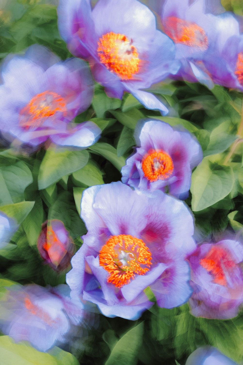 a bunch of purple flowers with green leaves