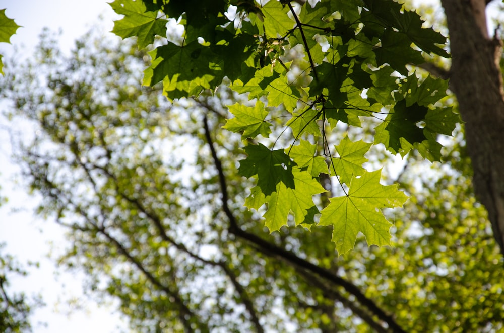 the leaves of a tree in the foreground and the sky in the background