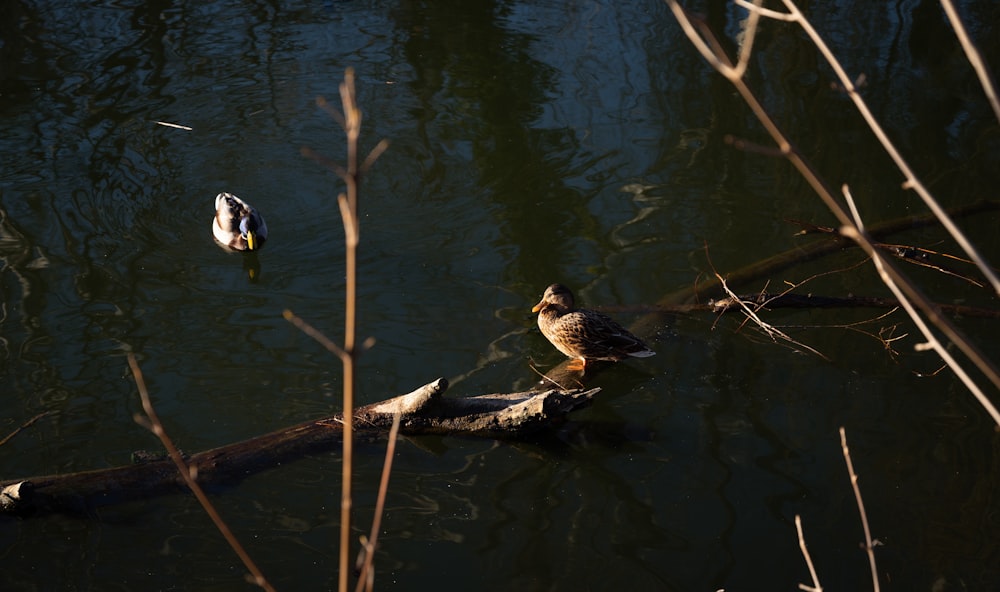 a couple of birds are sitting on a branch in the water