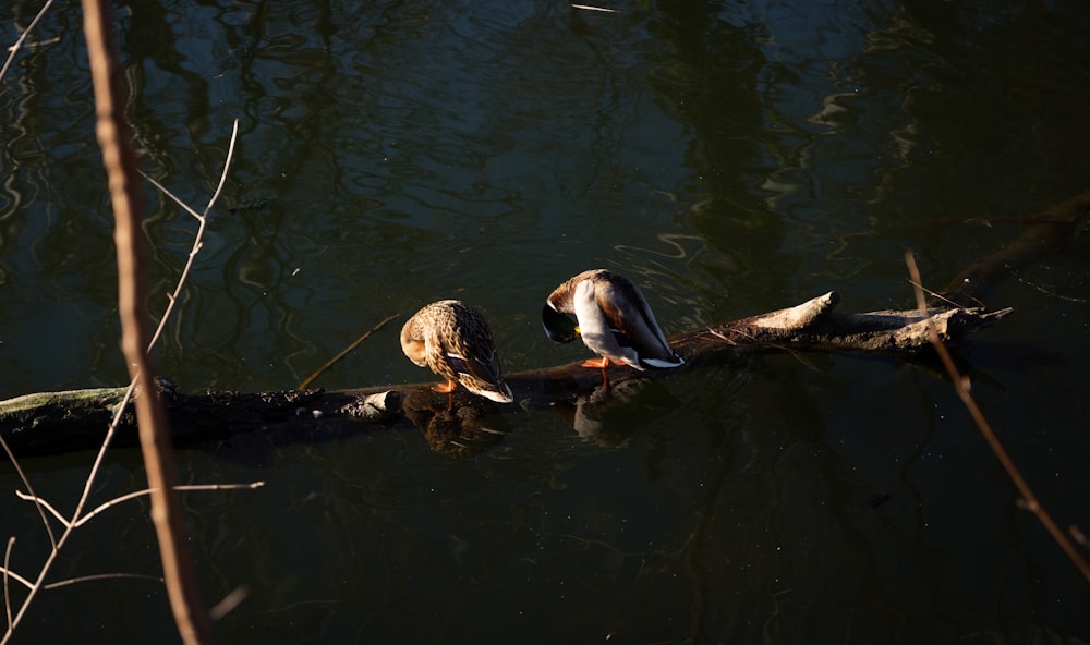 two birds sitting on a log in the water