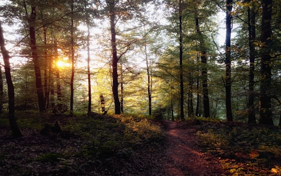 A serene forest with sunlight filtering through green leaves symbolizing nature-based solutions.