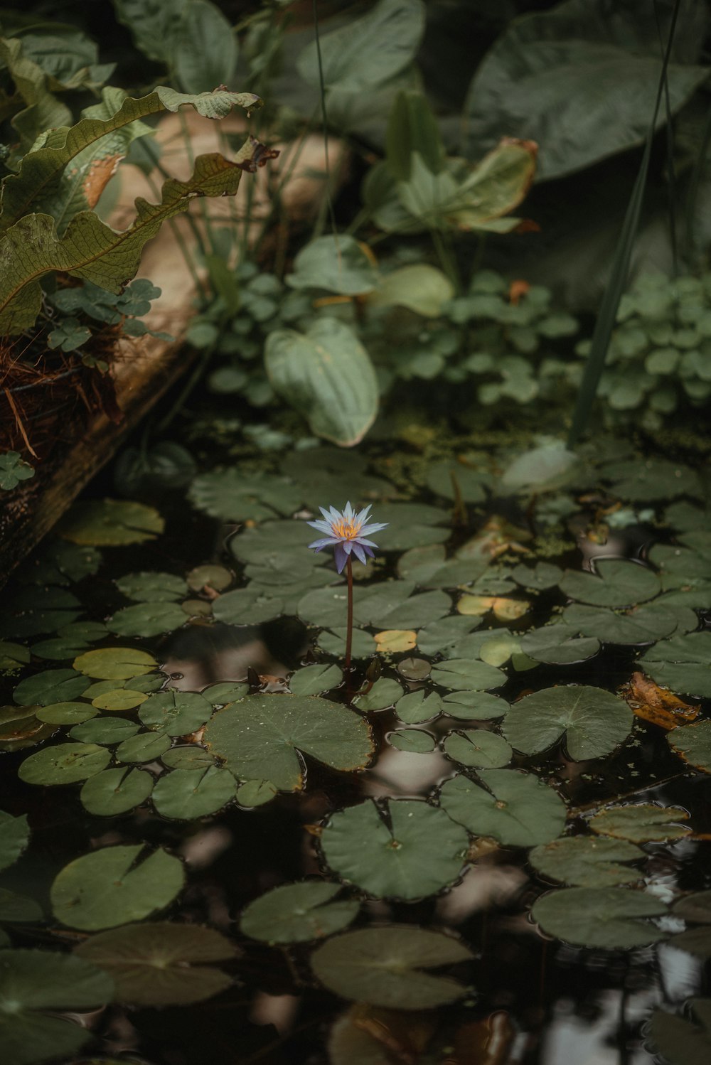 a small white flower sitting on top of a lush green field