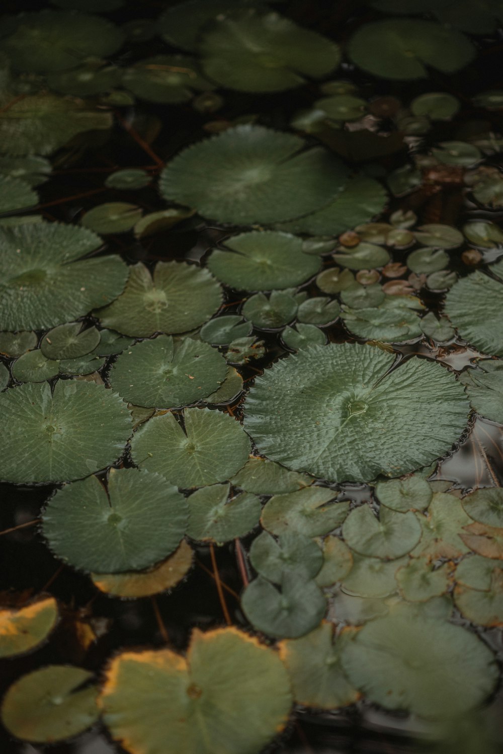 a pond filled with lots of water lilies