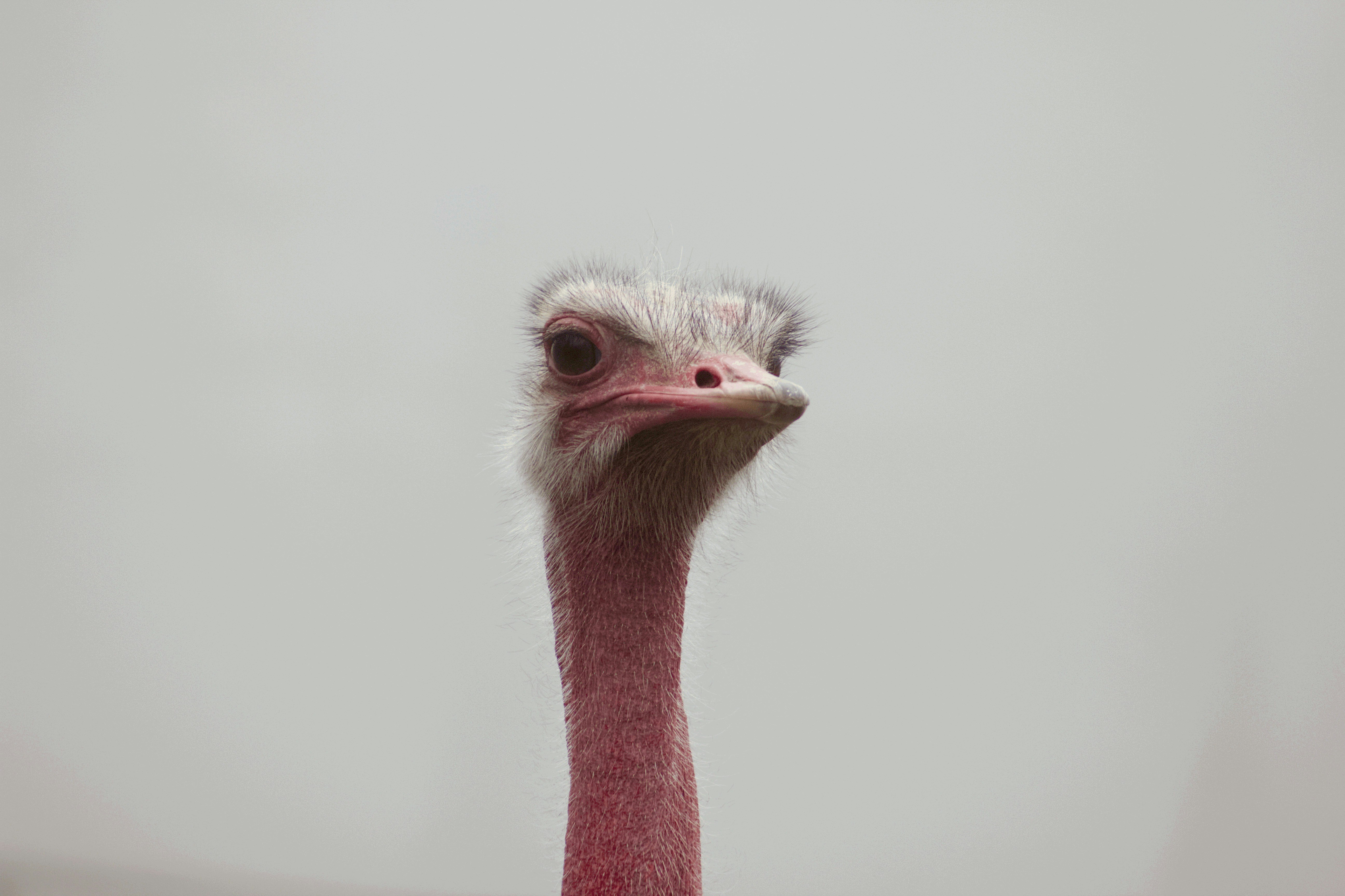 A funny picture of a turkey wearing a pilgrim hat