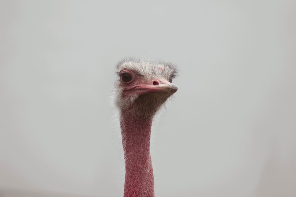 an ostrich is standing in front of a white background