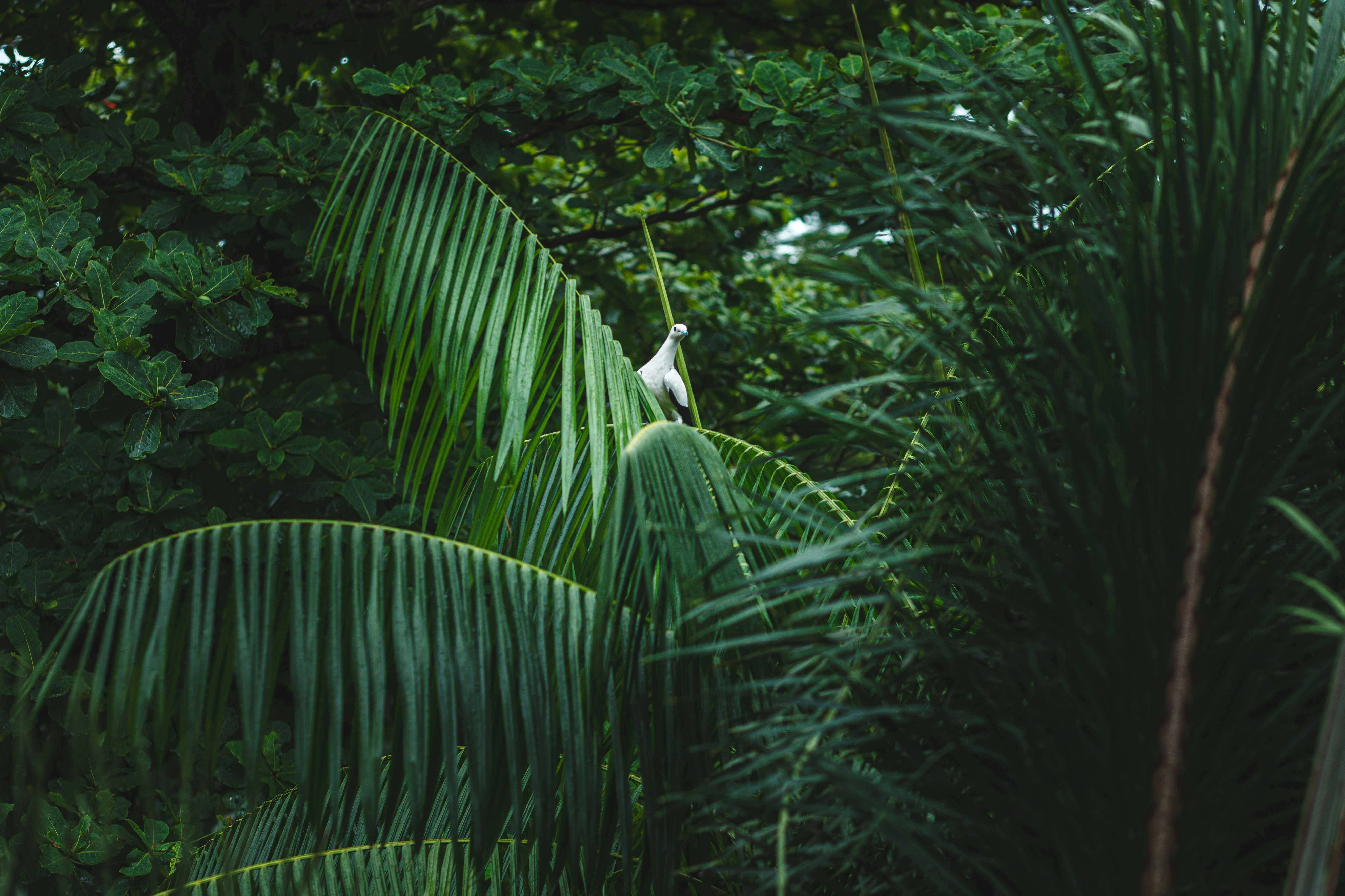Un oiseau blanc assis au sommet d’un palmier