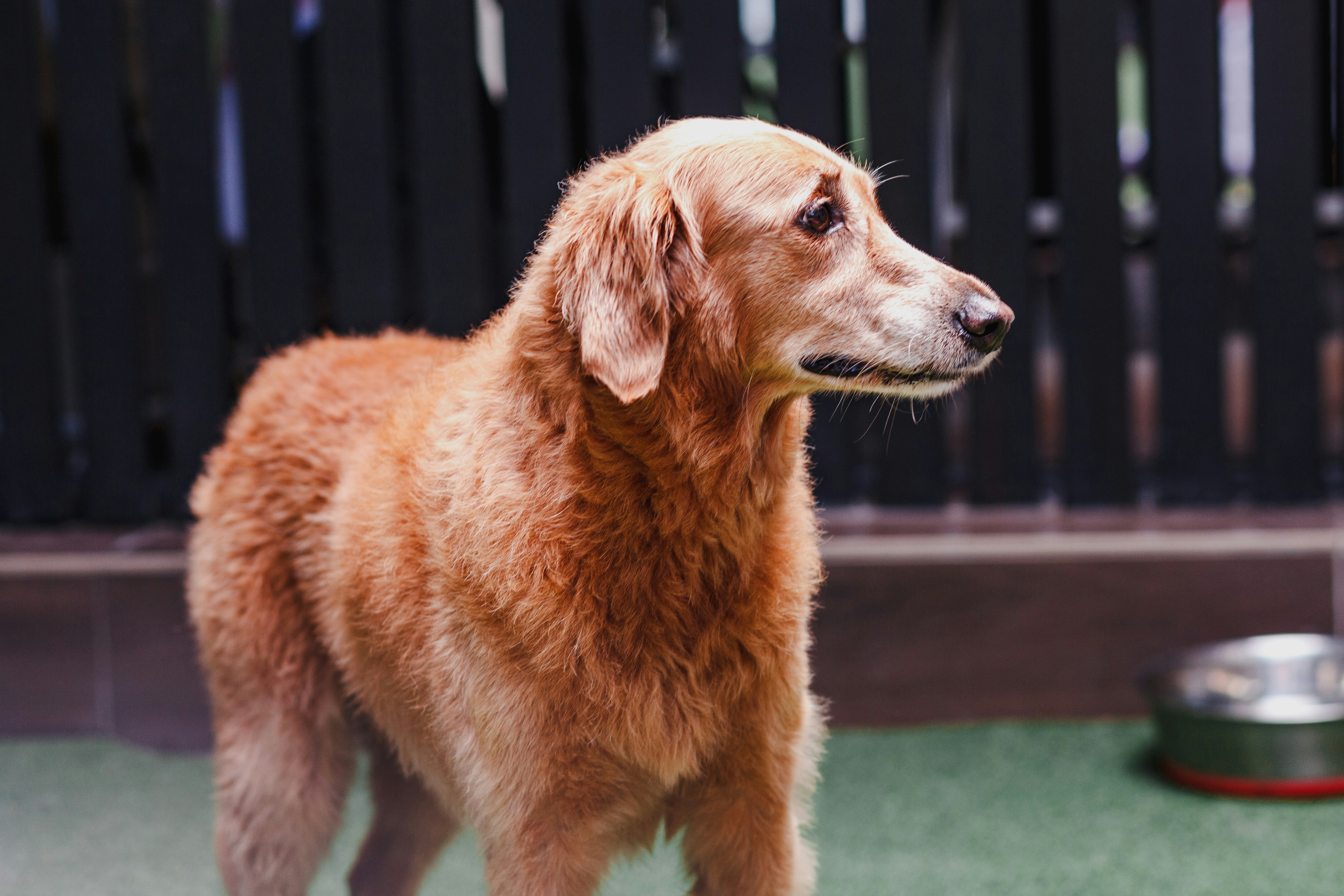 un chien brun debout sur un sol vert