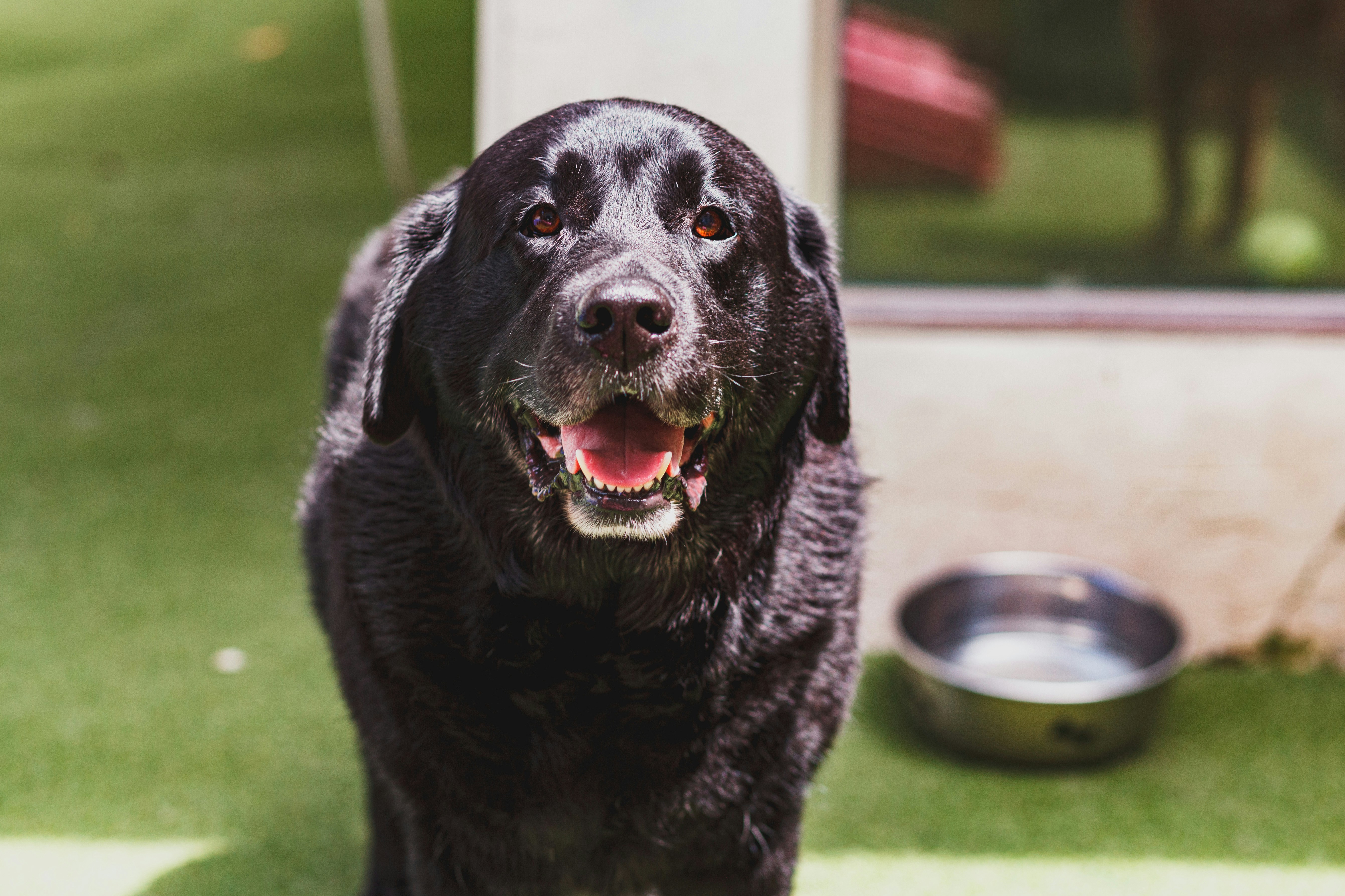 un grand chien noir debout au sommet d’un champ couvert d’herbe