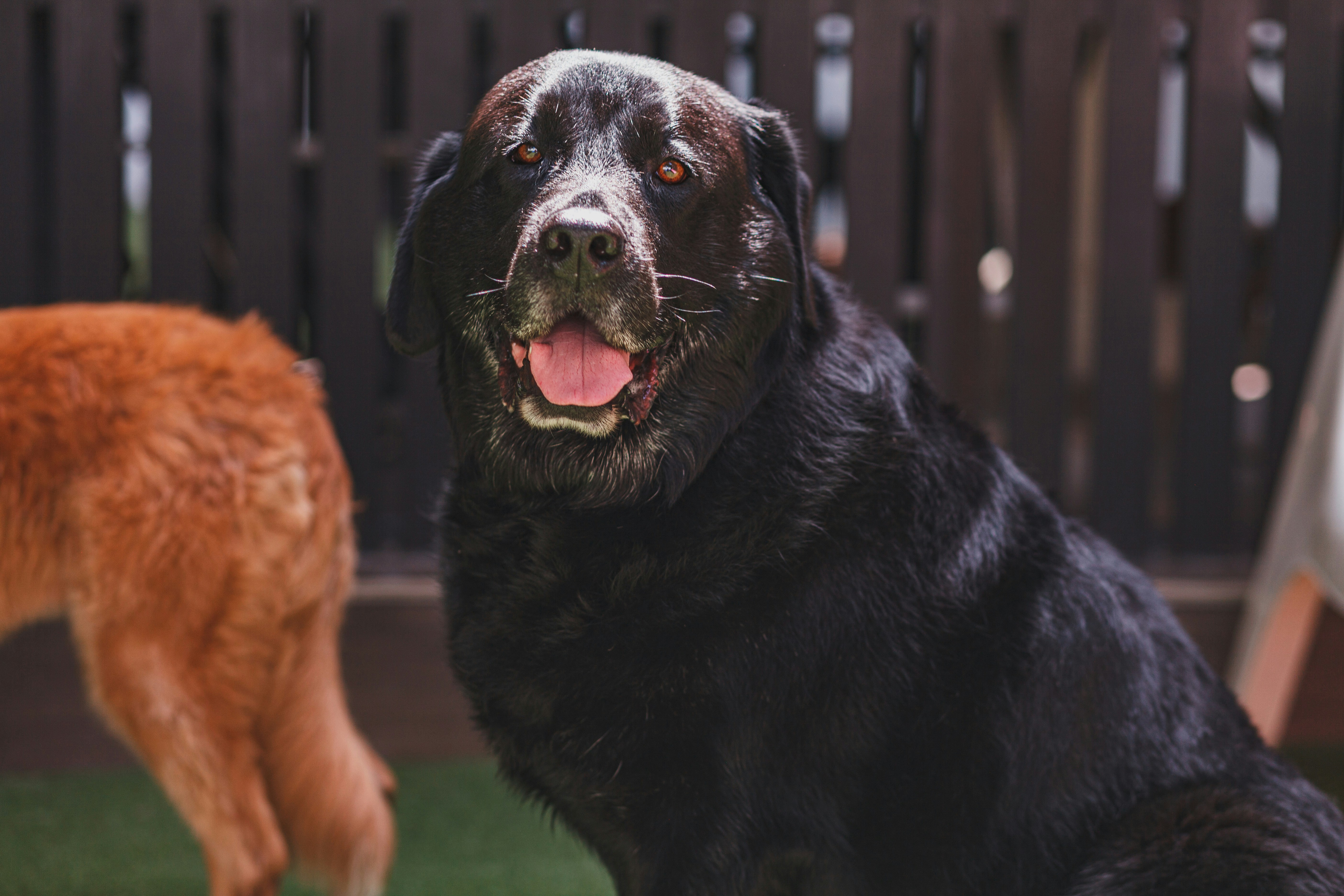 un chien et un chat debout dans l’herbe