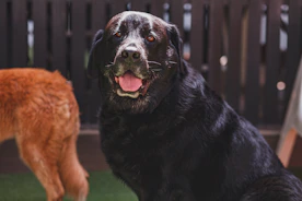 a dog and a cat standing in the grass
