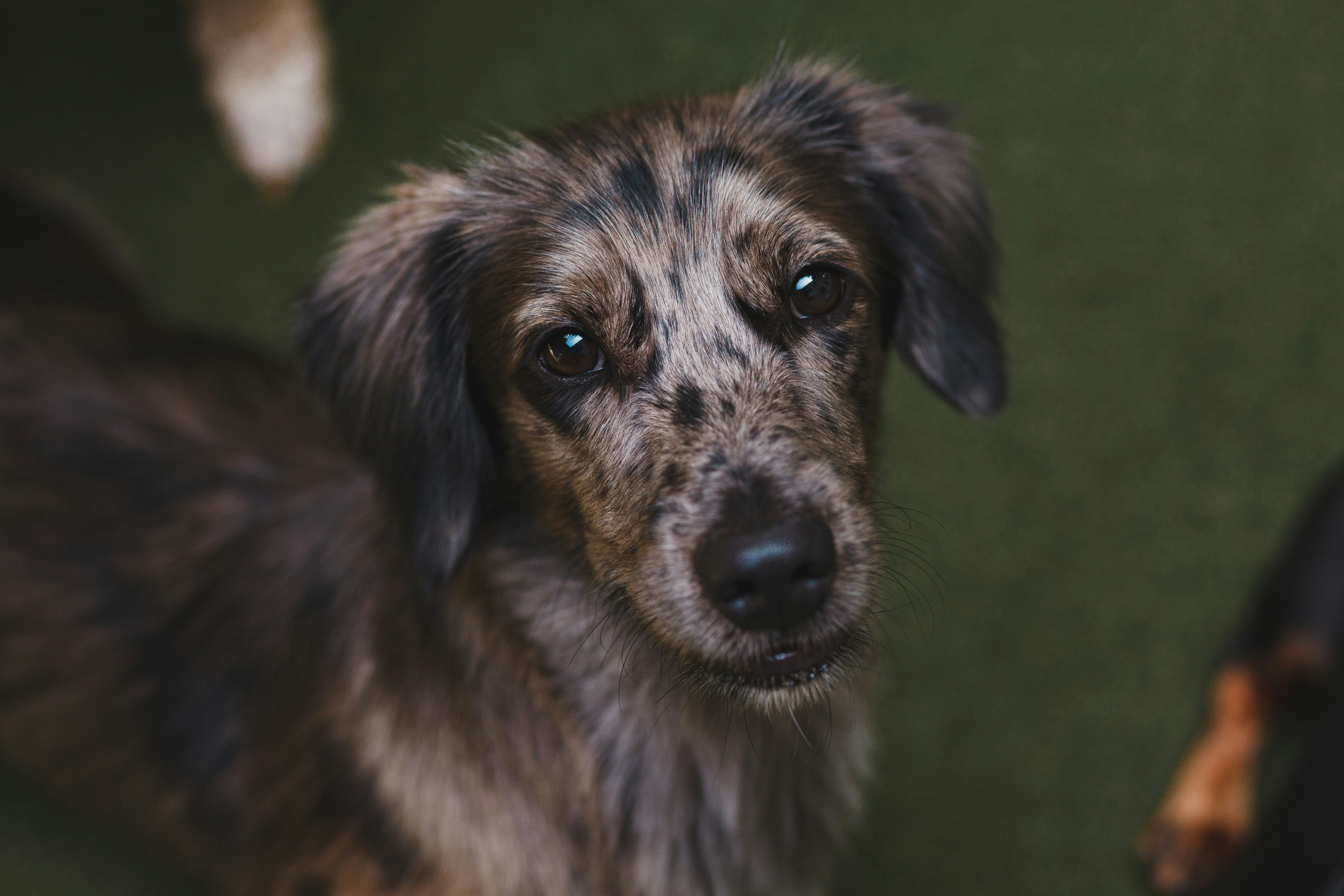 un gros plan d’un chien regardant la caméra
