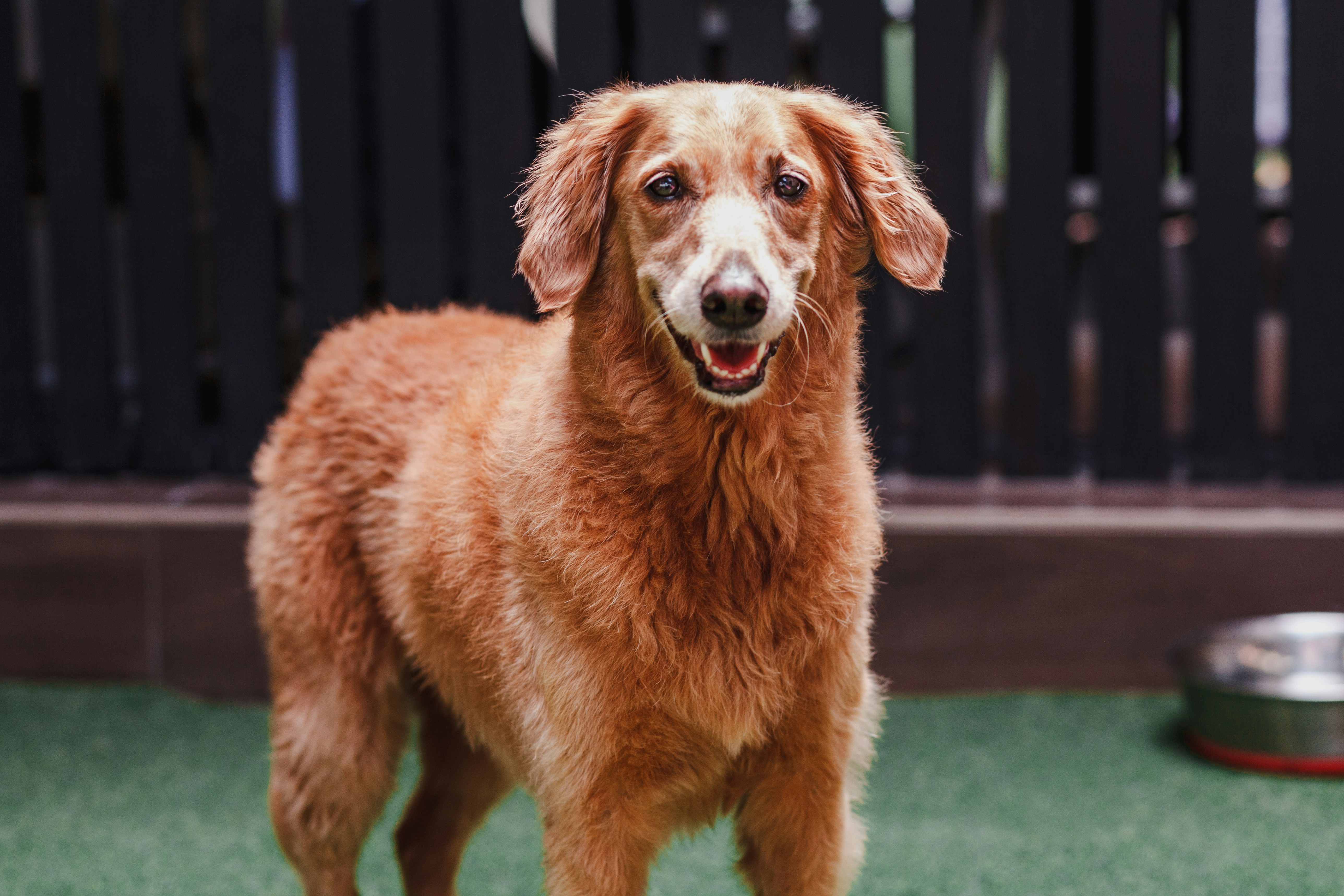 un chien brun debout au sommet d’un champ vert