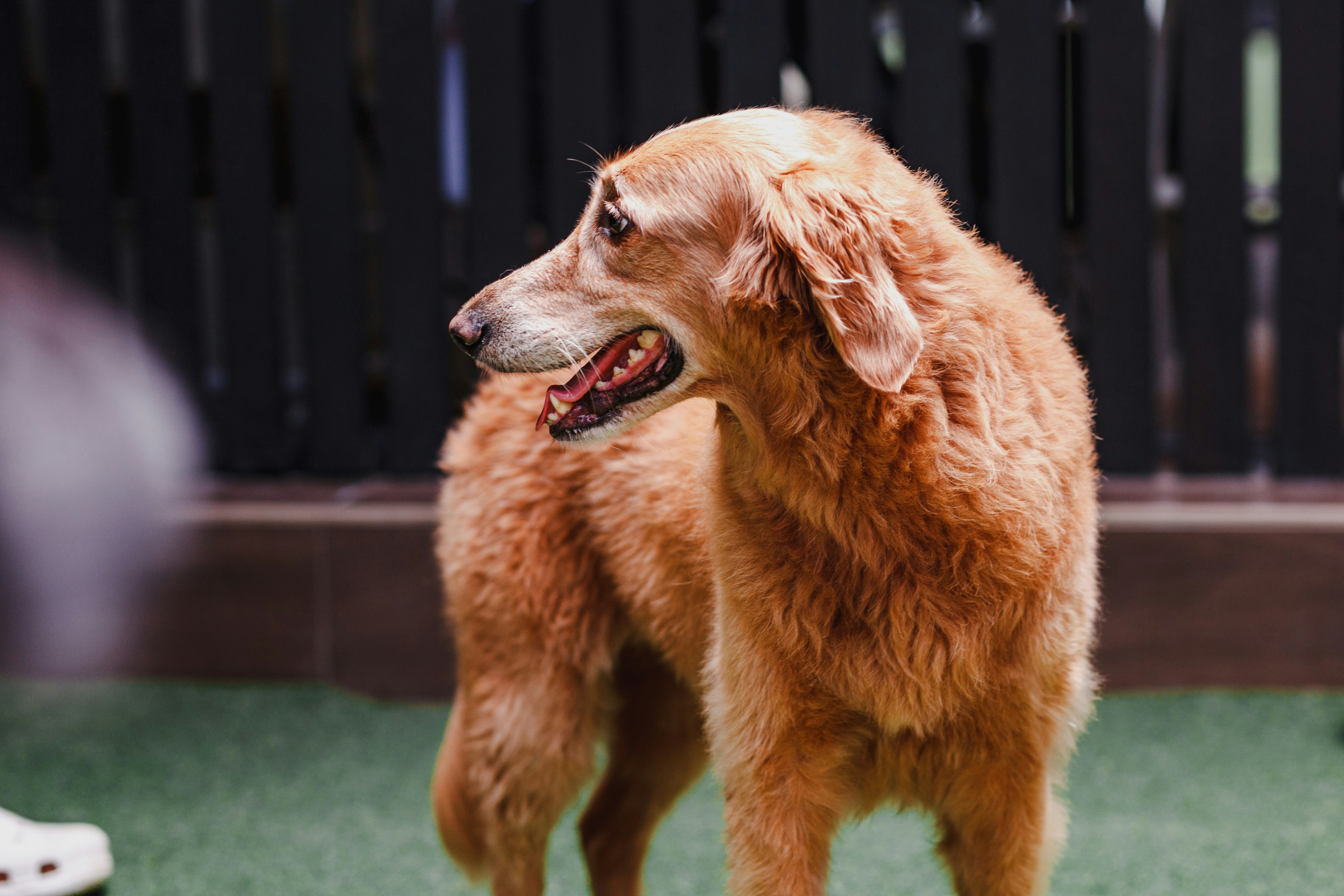 un chien brun debout au sommet d’un champ vert
