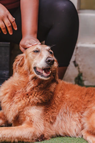 A golden retriever puppy resting its head gently on a child's lap, both looking content.