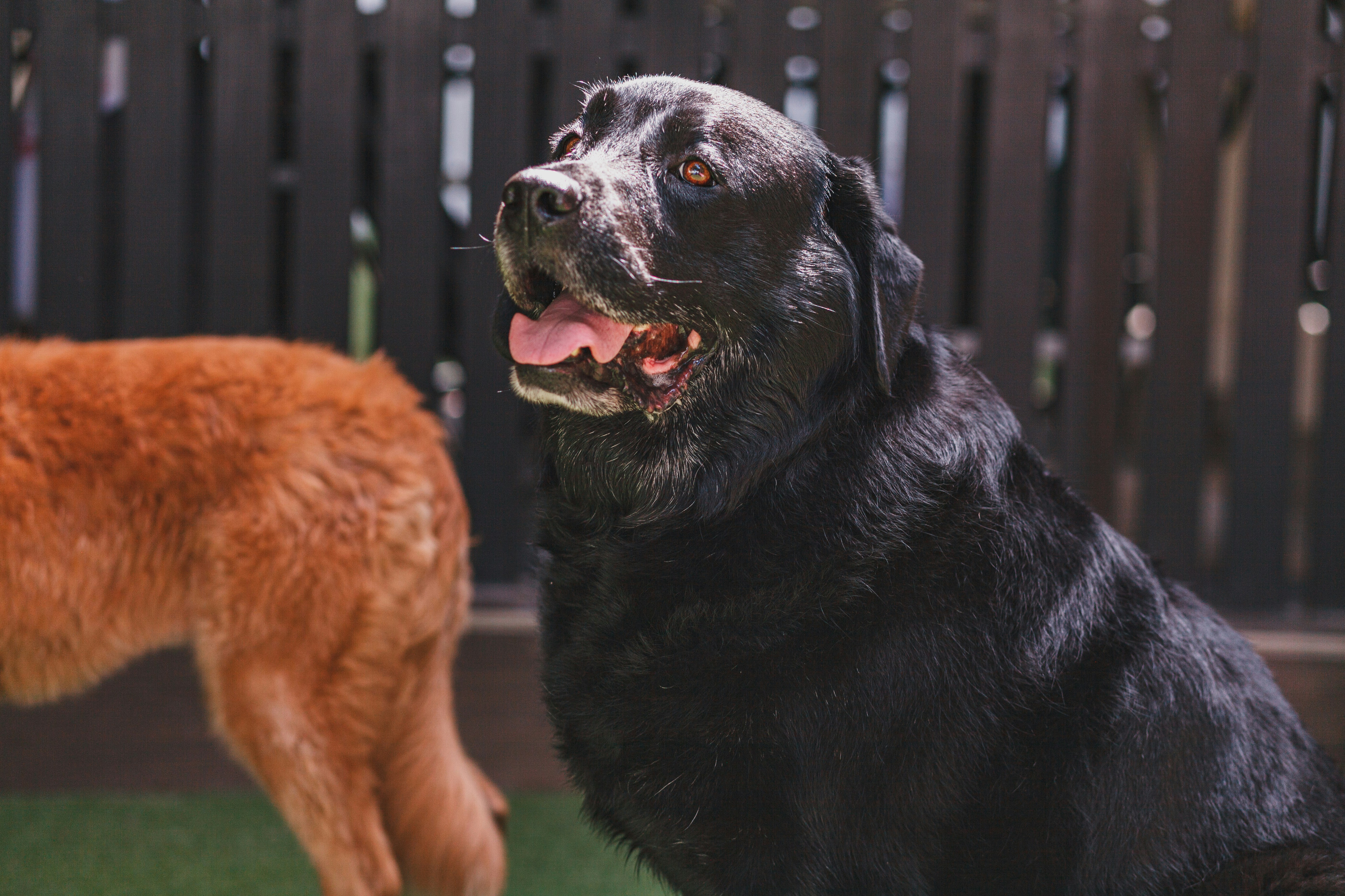 un grand chien noir debout à côté d’un chien brun