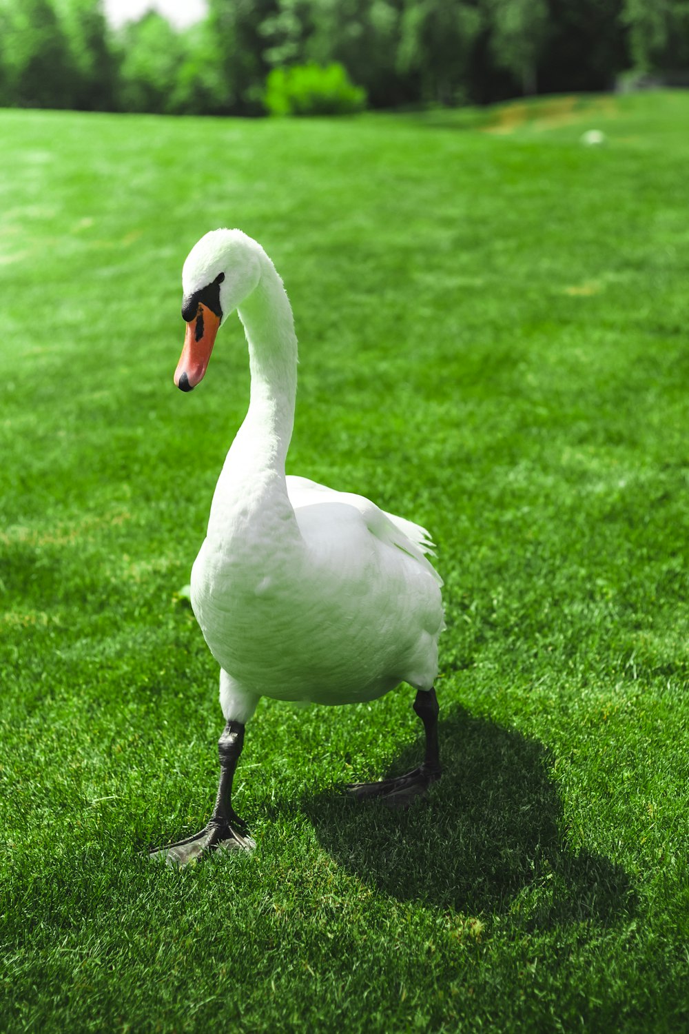 a white swan standing on top of a lush green field