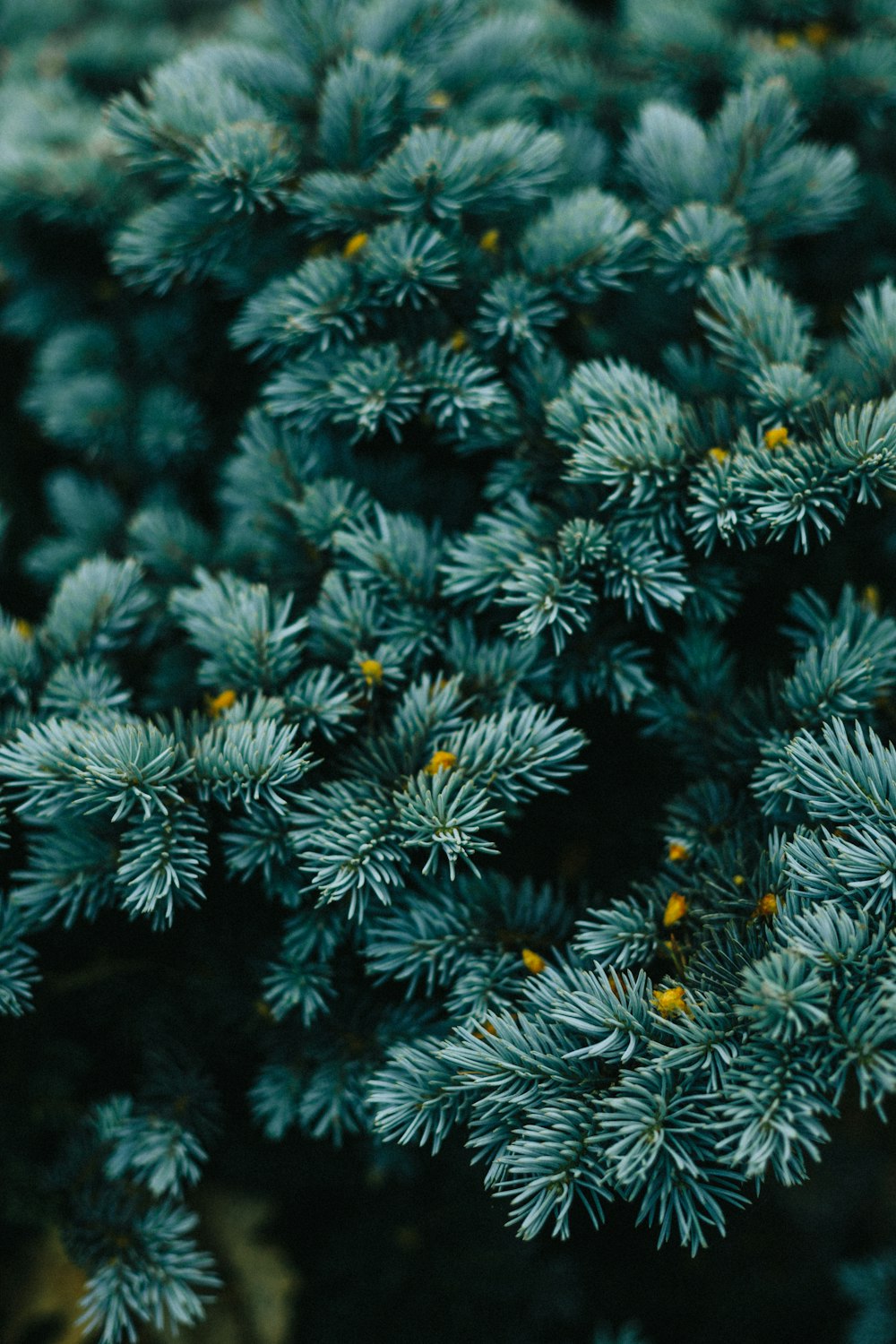 a close up of a bunch of pine needles