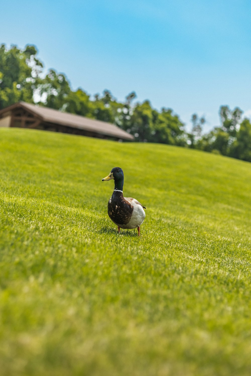 a duck standing on a lush green field