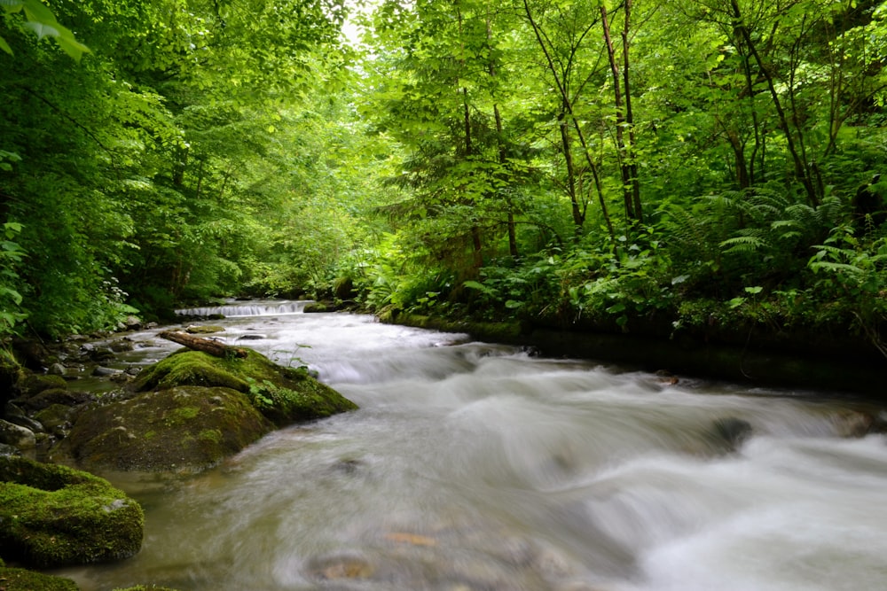 a river running through a lush green forest