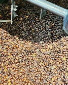 A close-up view of a large pile of roasted coffee beans with varying shades of brown. The beans are being agitated by metallic machinery, suggesting a coffee roasting or processing setting.