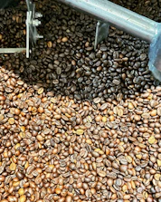 Workers sorting coffee beans in a clean, modern processing facility.