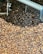 A close-up view of a large pile of roasted coffee beans with varying shades of brown. The beans are being agitated by metallic machinery, suggesting a coffee roasting or processing setting.
