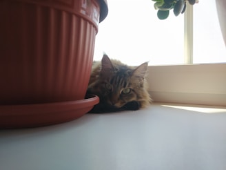 A playful fluffy cat nestled among vibrant houseplants on a sunny windowsill.
