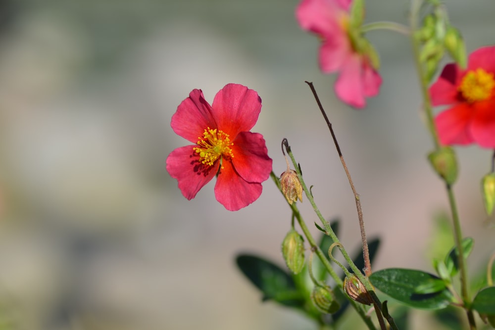 a close up of a flower with a blurry background