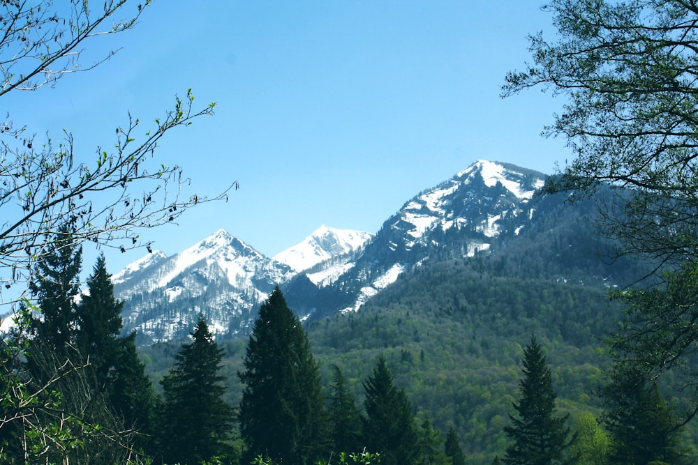 a view of a mountain range with trees in the foreground