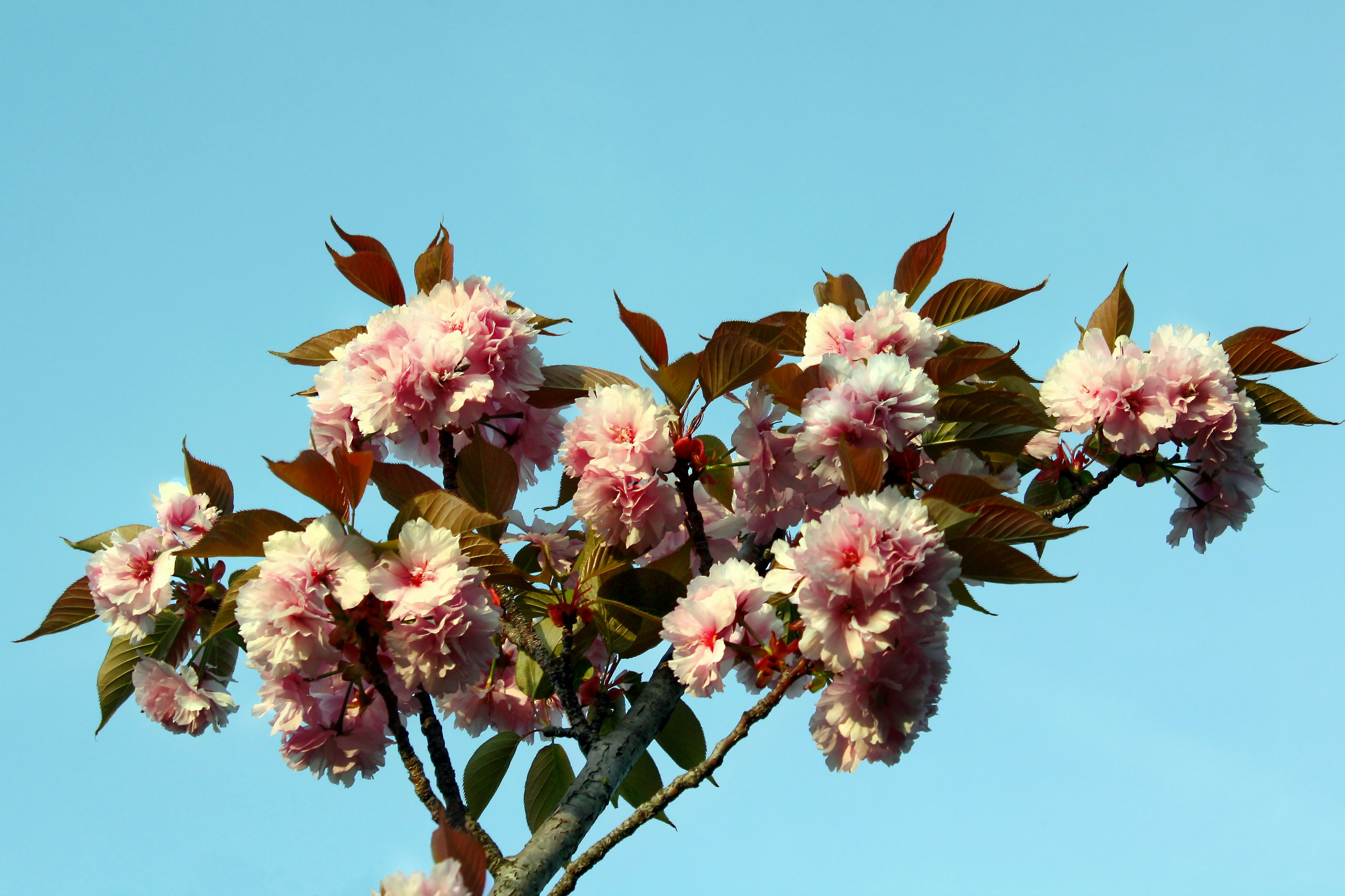 a branch with pink flowers against a blue sky