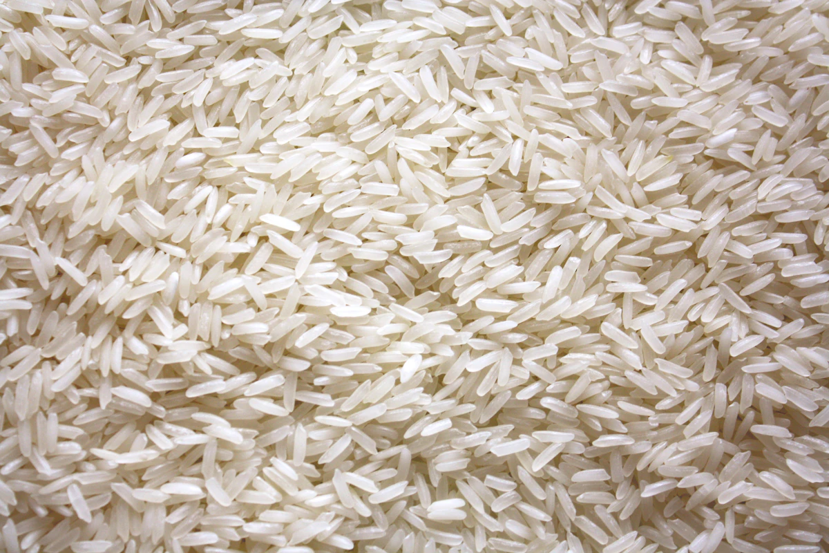 Rice Chawal Paddy Farming India — Kharif Crop Basmati Encyclopedia