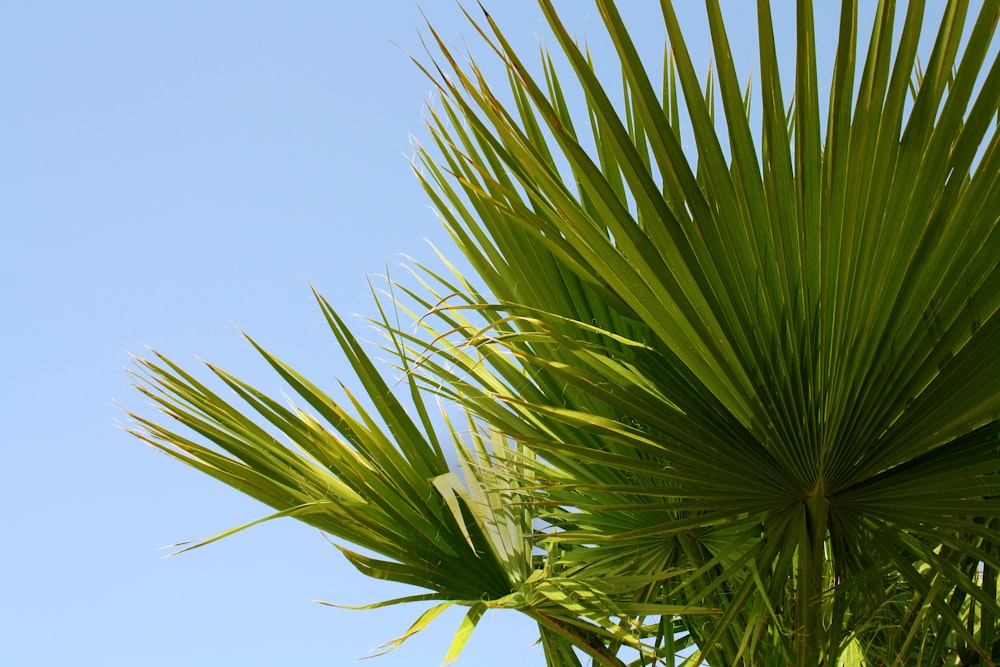 a close up of a palm tree with a blue sky in the background