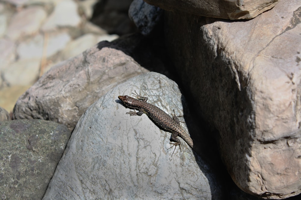 a lizard sitting on a rock in the sun