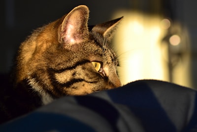 A vibrant, expressive painting of a young boy playing with his curious tabby cat in sunlight.